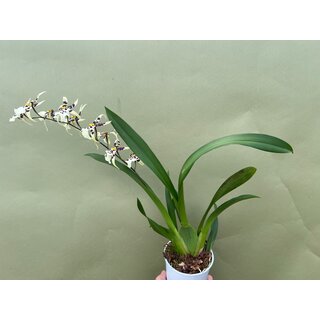 Oncidium XL Orchidee