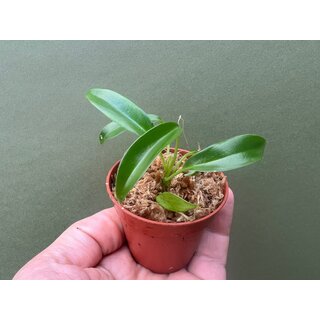 Philodendron Joepii Babyplant