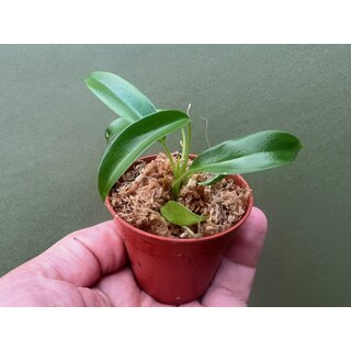 Philodendron Joepii Babyplant