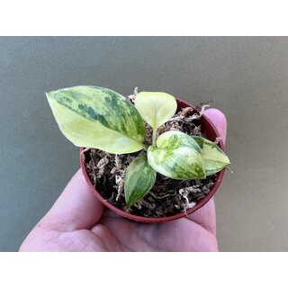 Philodendron burle marx variegata Babyplant