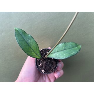 Hoya crassipetiolata Babyplant