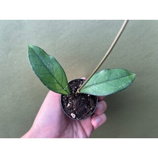 Hoya crassipetiolata Babyplant