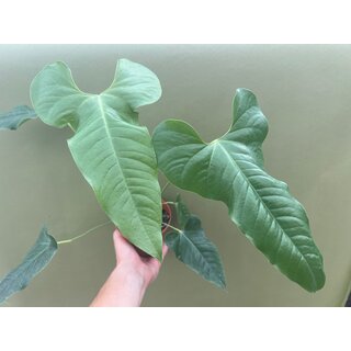 Anthurium sp. El Condor