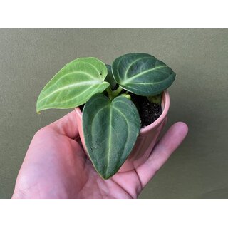 Anthurium villenaorum Babyplant