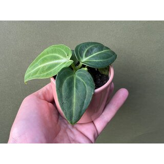 Anthurium villenaorum Babyplant