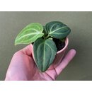 Anthurium villenaorum Babyplant