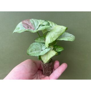 Syngonium Confetti Babyplant