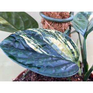 Monstera karstenianum Peru variegata