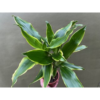 Dracaena Golden Coast