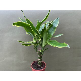 Dracaena Golden Coast