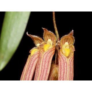 Bulbophyllum longissimum