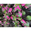 Alternanthera Party Time Pink Variegata