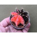 Gymnocalycium Mihanovichii Variegata