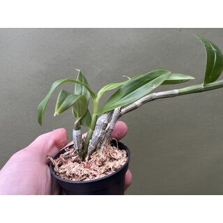 Dendrobium unicum