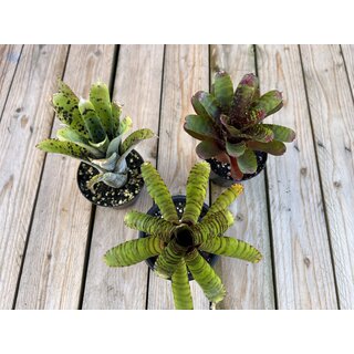 Angebot Neoregelia Mix 3