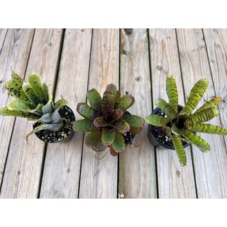 Angebot Neoregelia Mix 3