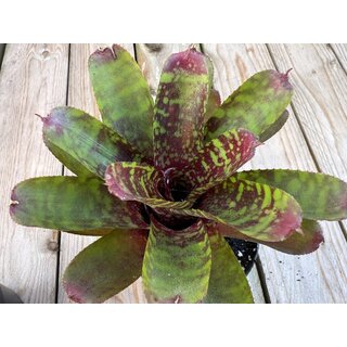 Angebot Neoregelia Mix 3