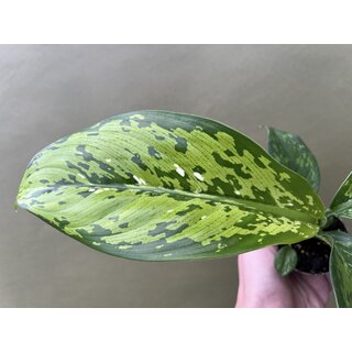 Dieffenbachia Crocodile