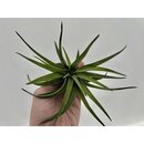 Tillandsia brachycaulos abdita XL