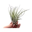 Tillandsia oaxacana