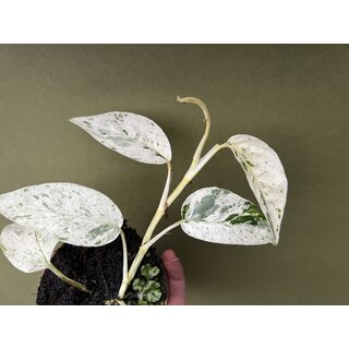 Epipremnum hanoman sp. Bali Cutting