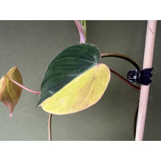 Philodendron micans aurea variegata Cutting