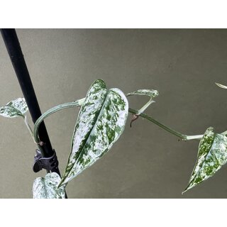 Epipremnum Cebu Blue Variegata