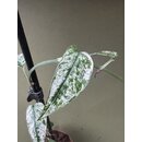 Epipremnum Cebu Blue Variegata Cutting