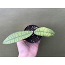 Hoya Callistophylla Long Leaf rare