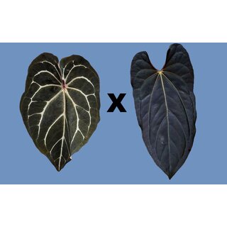 Anthurium Bigfoot x Blue Papillilaminum