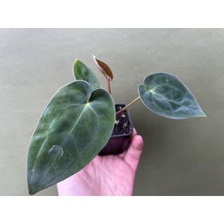 Anthurium Bigfoot x Blue Papillilaminum