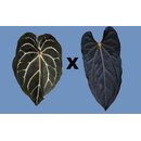 Anthurium Bigfoot x Blue Papillilaminum