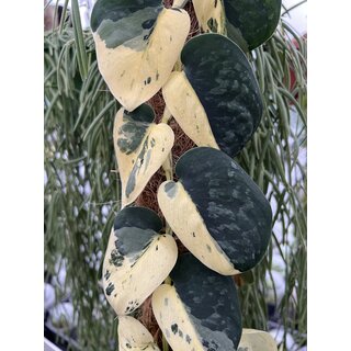 Scindapsus Pictus Jade Satin Marble Variegata Cutting