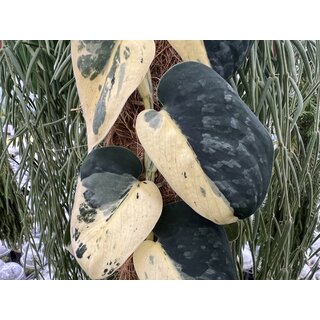 Scindapsus Pictus Jade Satin Marble Variegata Cutting