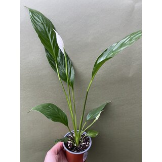 Spathiphyllum spec. Costa Rica