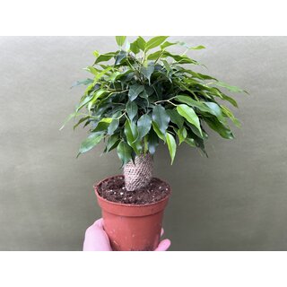 Ficus benjamina (Birkenfeige) Jute