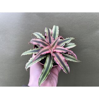 Cryptanthus NEU XXL