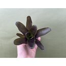 Neoregelia medium lila