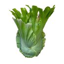 Platycerium wandae