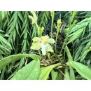 Grosourdya appendiculata