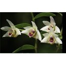 Dendrobium guangxiense