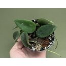 hoya thomsonii