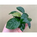 Anubias nana