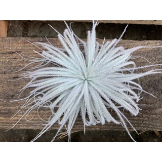 Tillandsia tectorum M