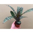 Vriesea splendens gross