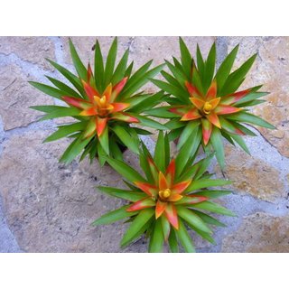 3 Guzmania theresa