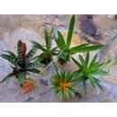 Mini Bromeliensortiment (5 Bromelien)