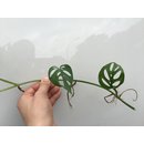 Monstera acuminata Ableger/Cutting