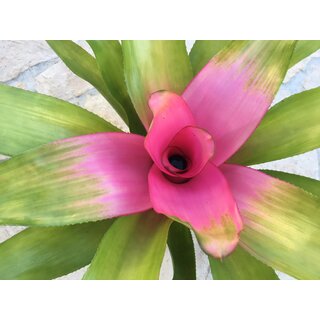 Neoregelia Pink Sensation