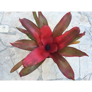 Neoregelia Magalie